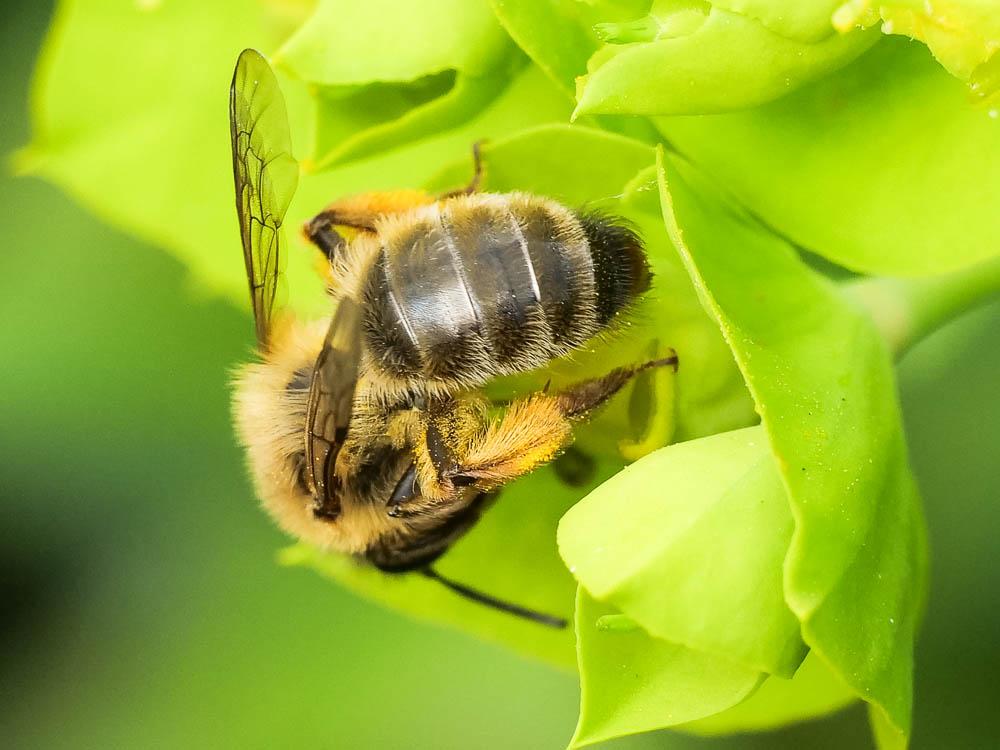 Andrena nigroaenea (Kirby, 1802)