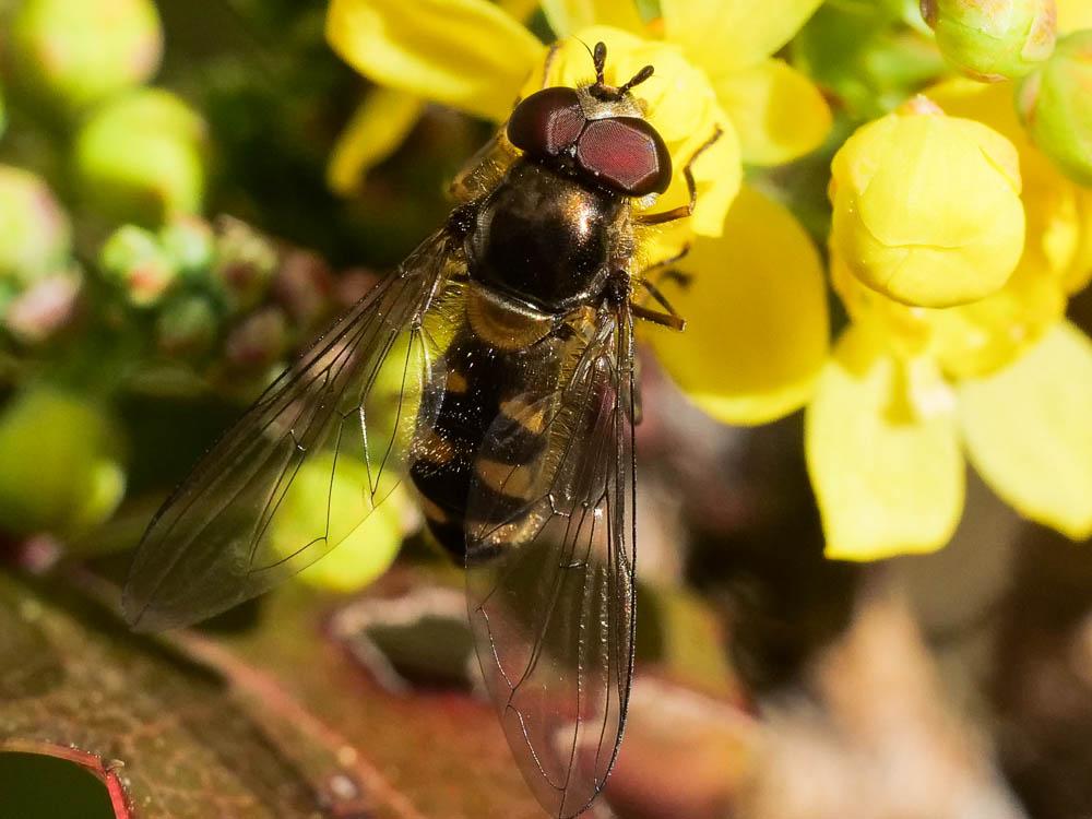 Meliscaeva auricollis (Meigen, 1822)