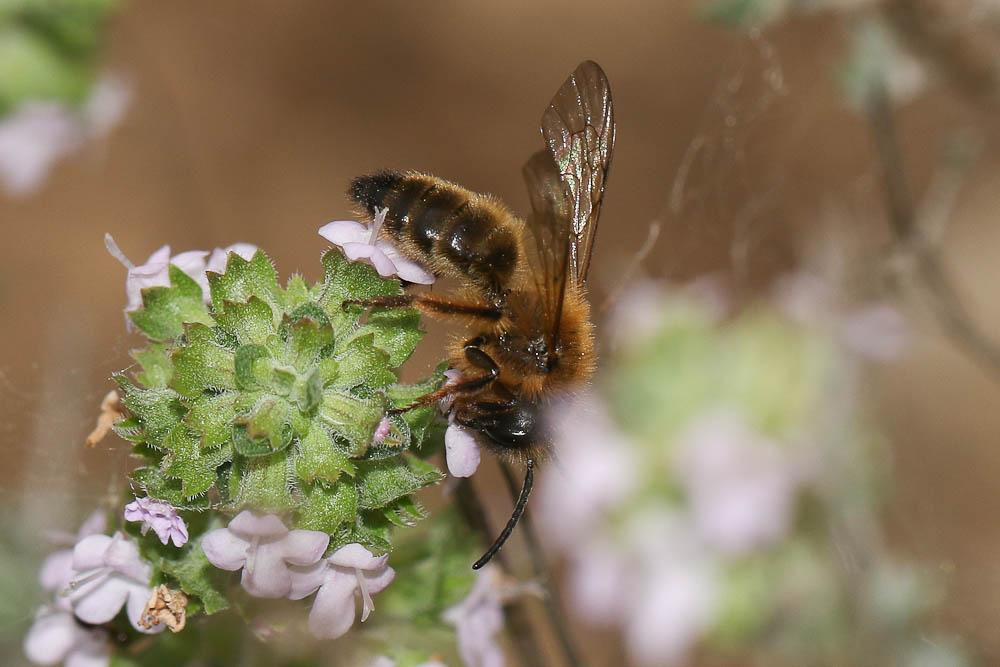Andrena nigroaenea (Kirby, 1802)