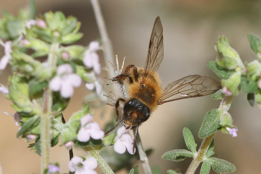 Andrena nigroaenea (Kirby, 1802)