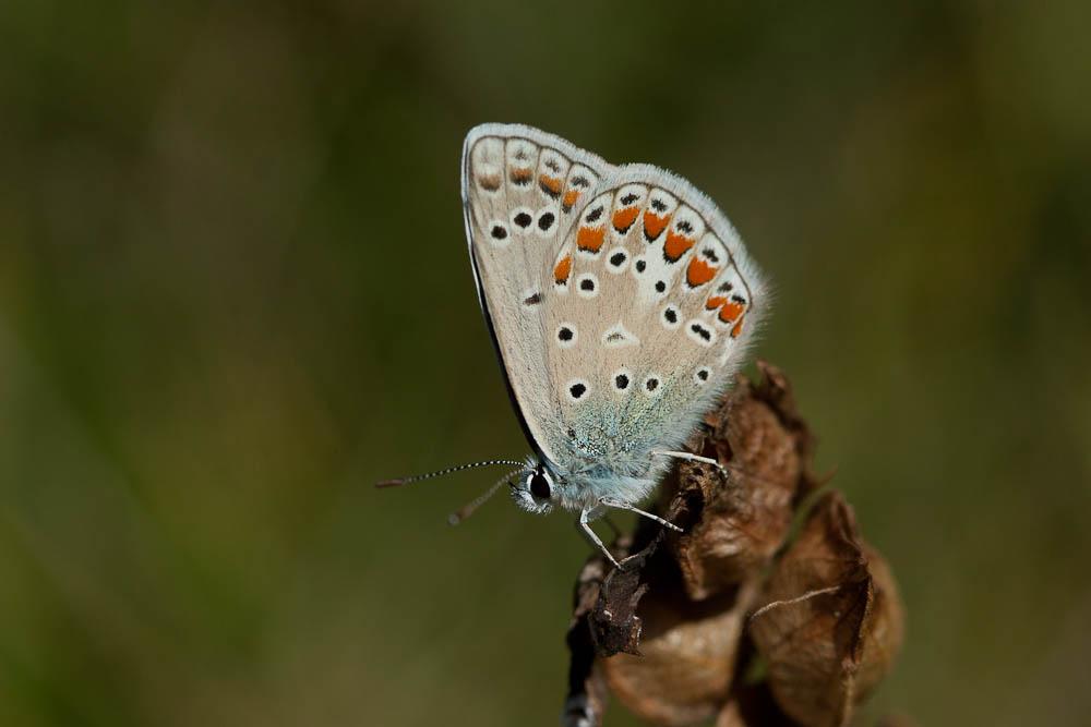 Le Azuré de L'Esparcette (L'), Azuré de Chapman (L'), Polyommatus thersites (Cantener, 1835)
