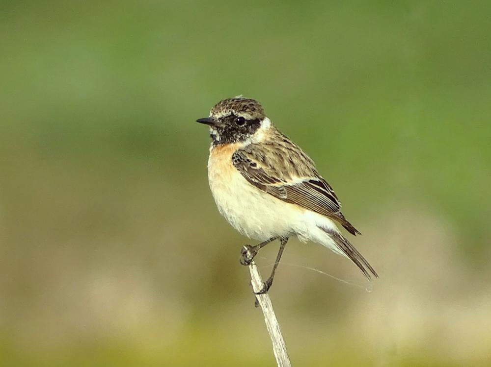 Tarier oriental Saxicola maurus (Pallas, 1773)