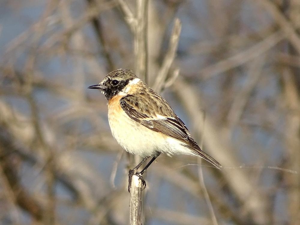Tarier oriental Saxicola maurus (Pallas, 1773)