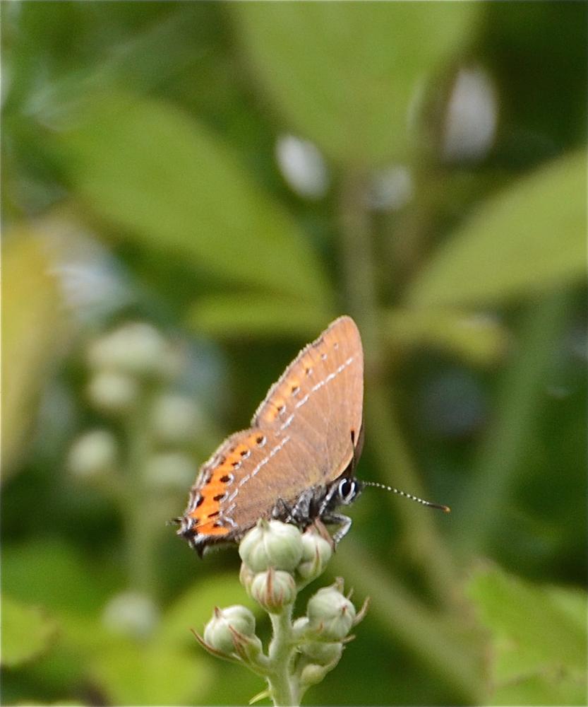 Thécla du Prunier (La), Thécla du Coudrier (La), P Satyrium pruni (Linnaeus, 1758)