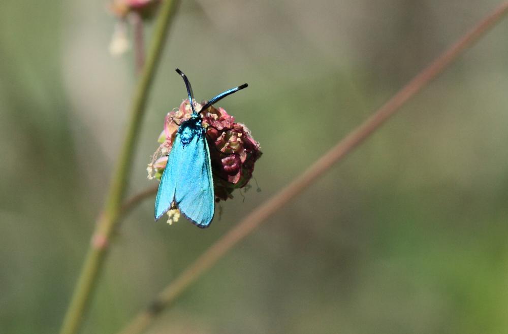 Procris vert brillant (Le), Turquoise des Cistes ( Adscita mannii (Lederer, 1853)