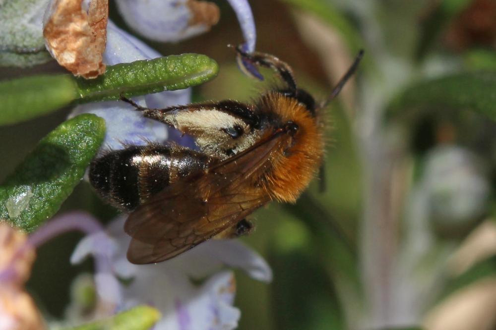  Andrena bicolor Fabricius, 1775
