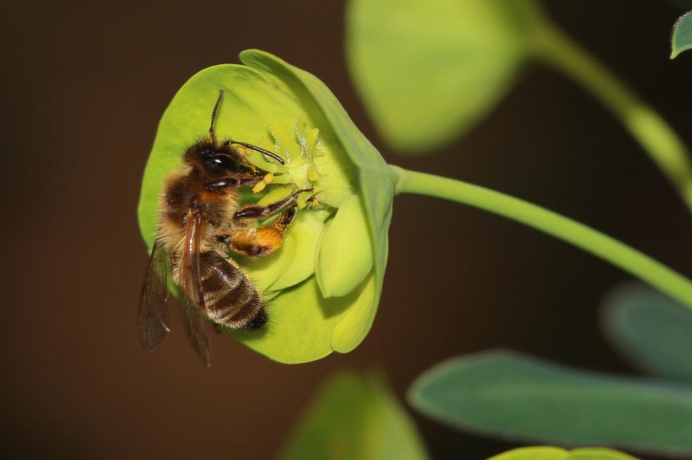 Andrena nigroaenea (Kirby, 1802)
