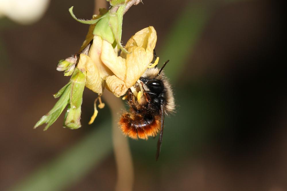  Osmia cornuta (Latreille, 1805)