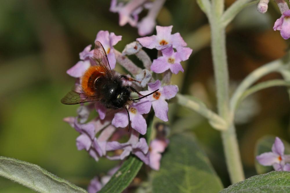  Osmia cornuta (Latreille, 1805)
