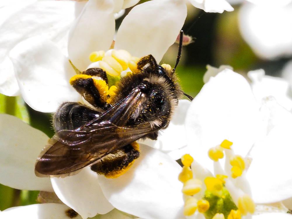  Andrena Fabricius, 1775