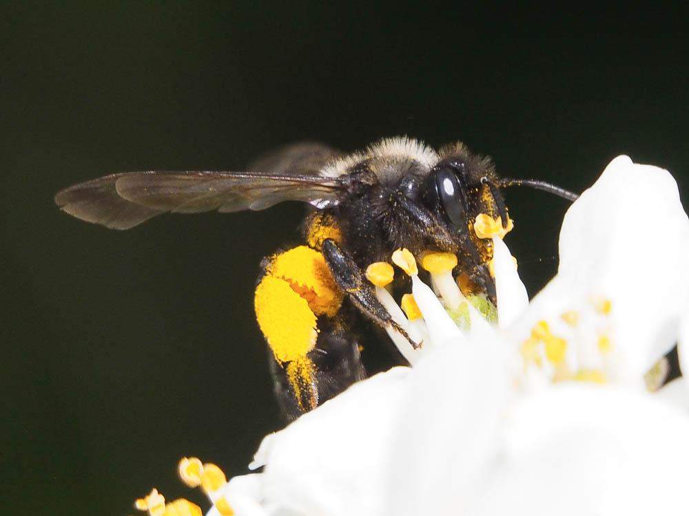  Andrena morio Brullé, 1832