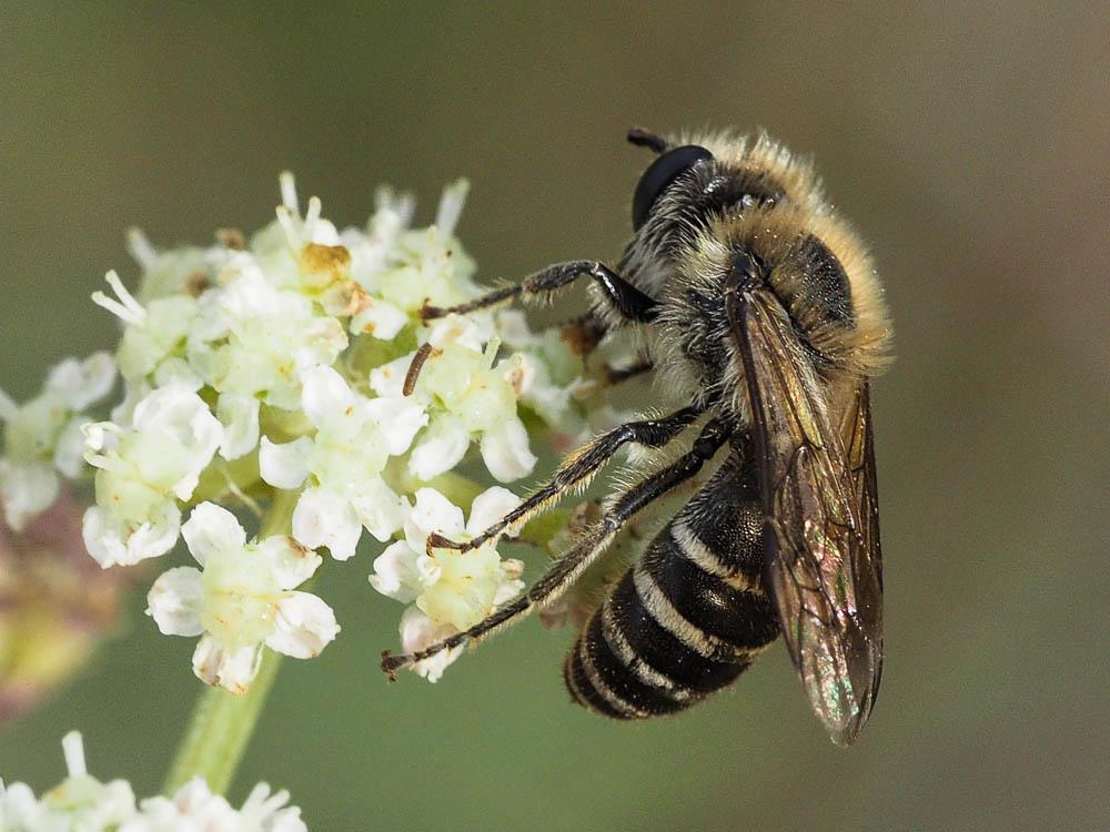  Andrena flavipes Panzer, 1799