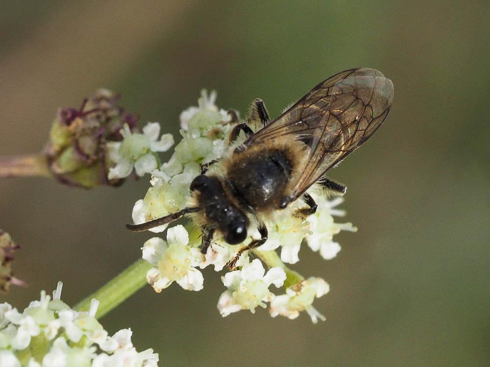  Andrena flavipes Panzer, 1799