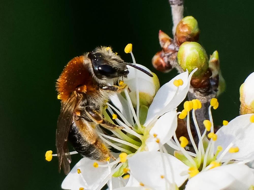  Andrena haemorrhoa (Fabricius, 1781)