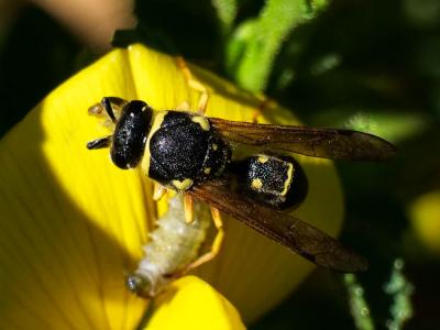  Eumeninae Leach, 1815