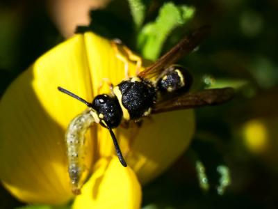  Eumeninae Leach, 1815