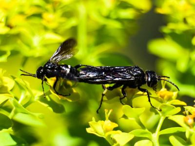  Cephaledo bifasciata (Müller, 1766)