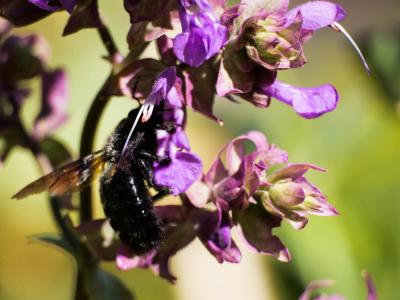 Abeille charpentière, Xylocope violet Xylocopa violacea (Linnaeus, 1758)