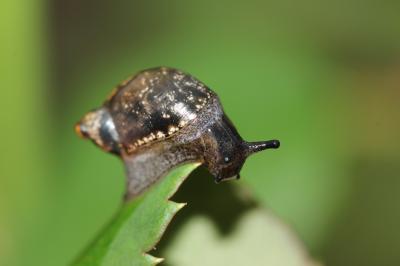 Gastéropodes Gastropoda Cuvier, 1795