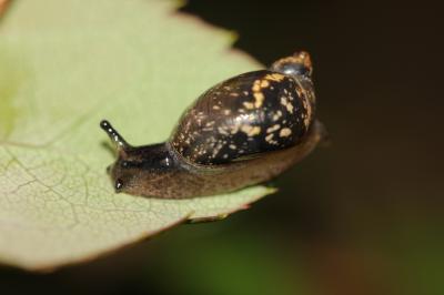 Gastéropodes Gastropoda Cuvier, 1795