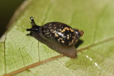 Gastéropodes Gastropoda Cuvier, 1795