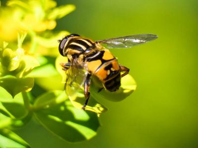  Helophilus pendulus (Linnaeus, 1758)