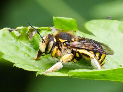  Anthidium florentinum (Fabricius, 1775)