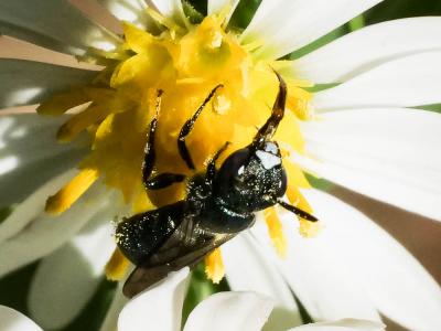 Cératine bleutée Ceratina cyanea (Kirby, 1802)