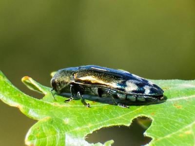  Coraebus fasciatus (Villers, 1789)