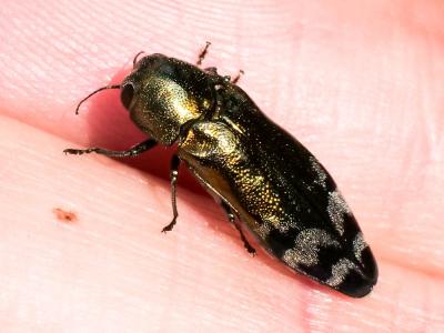  Coraebus fasciatus (Villers, 1789)