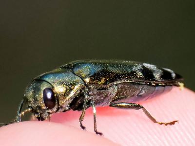  Coraebus fasciatus (Villers, 1789)