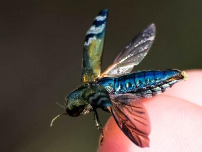  Coraebus fasciatus (Villers, 1789)