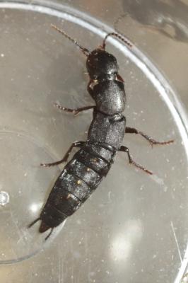 Ocypus aethiops (Waltl, 1835)