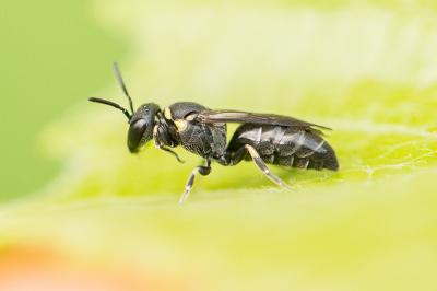  Hylaeus gibbus Saunders, 1850
