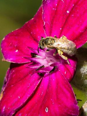  Vestitohalictus pollinosus (Sichel, 1860)