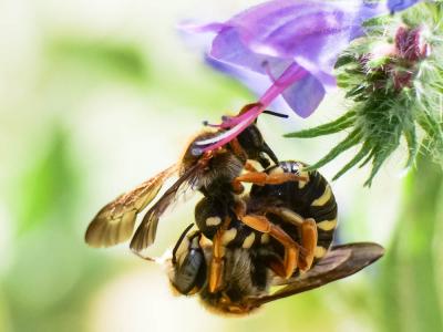  Rhodanthidium septemdentatum (Latreille, 1809)