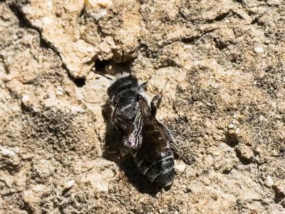  Hoplitis adunca (Panzer, 1798)