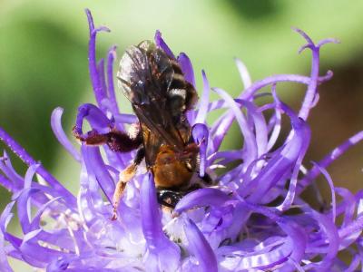  Andrena limbata Eversmann, 1852