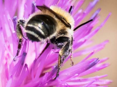  Megachile Latreille, 1802