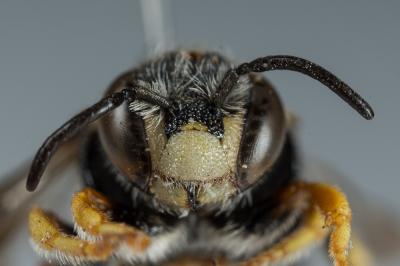  Anthidiellum strigatum (Panzer, 1805)