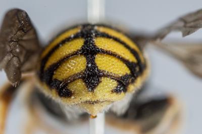  Anthidiellum strigatum (Panzer, 1805)
