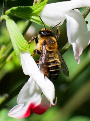  Megachile willughbiella (Kirby, 1802)