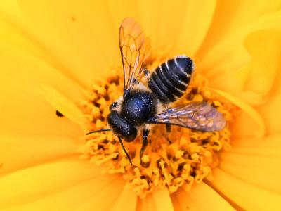  Megachile octosignata Nylander, 1852
