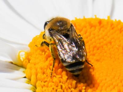  Colletes Latreille, 1802