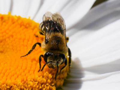  Colletes Latreille, 1802