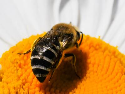  Colletes Latreille, 1802