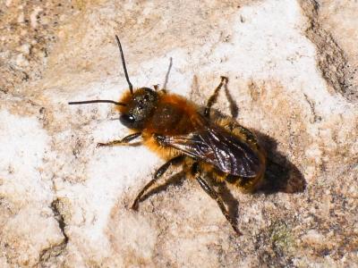  Osmia Panzer, 1806