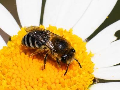  Colletes Latreille, 1802