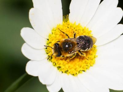  Colletes Latreille, 1802