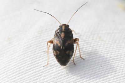  Cyphodema instabilis (Lucas, 1849)